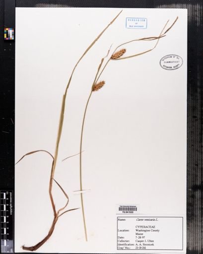 Carex vesicaria