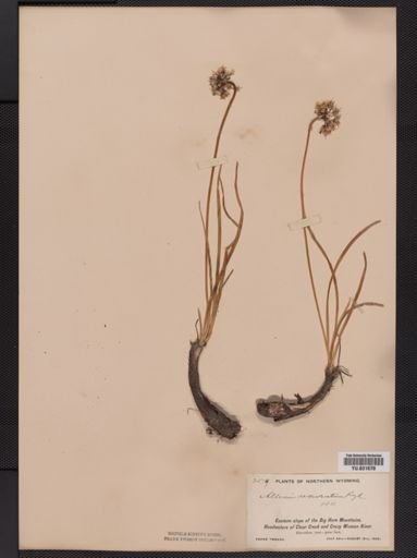 Allium