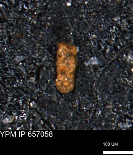 Ammobaculoides phaulus