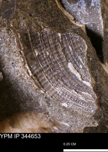 undet. Bivalvia