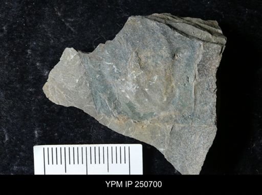 undet. Carcinosomatidae