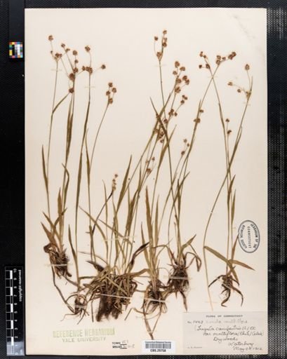Luzula multiflora