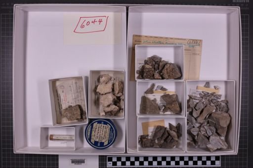 mixed taxa, stratigraphic collection