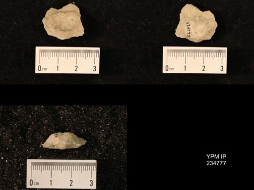 Marginifera splendens