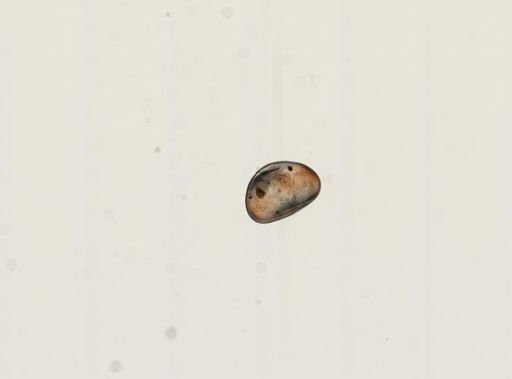 Cypris sp.