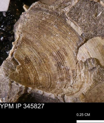 Limopsis striatopunctatus