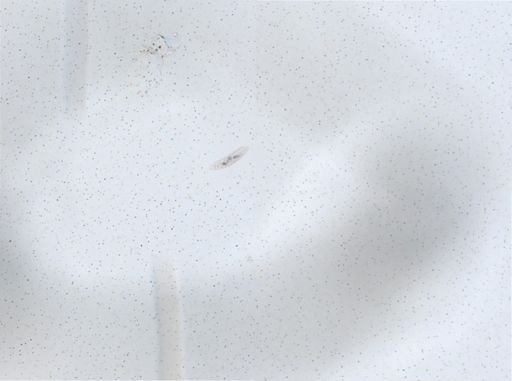 Hypotrichia