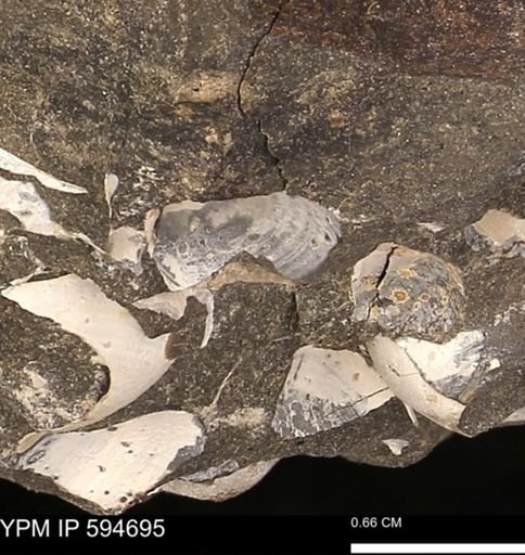 Protocardia sp.