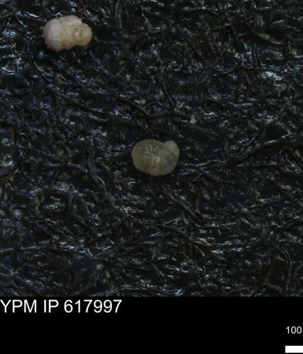 undet. Foraminiferida