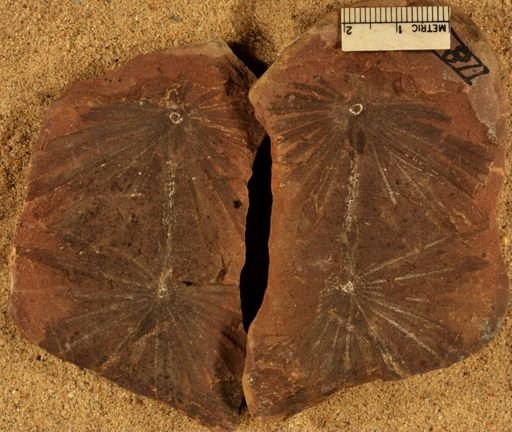 Annularia
