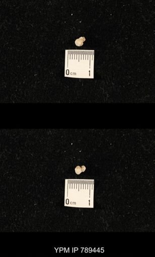 undet. Bryozoa