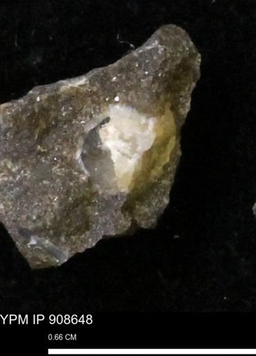 undet. Mollusca