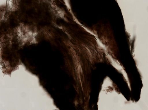 Erylus formosus