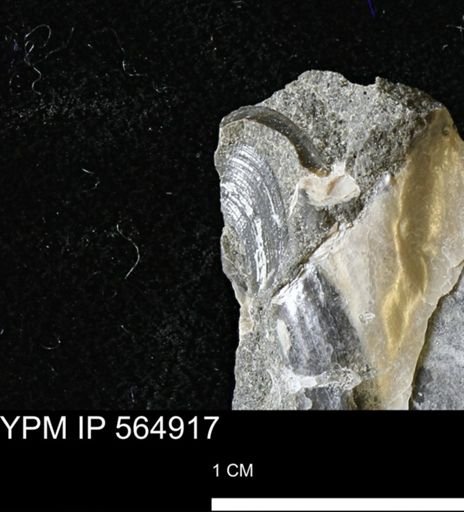 undet. Bivalvia