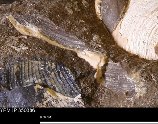 undet. Bivalvia
