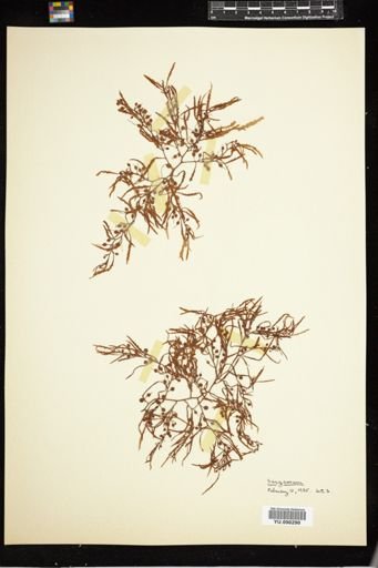 Sargassum