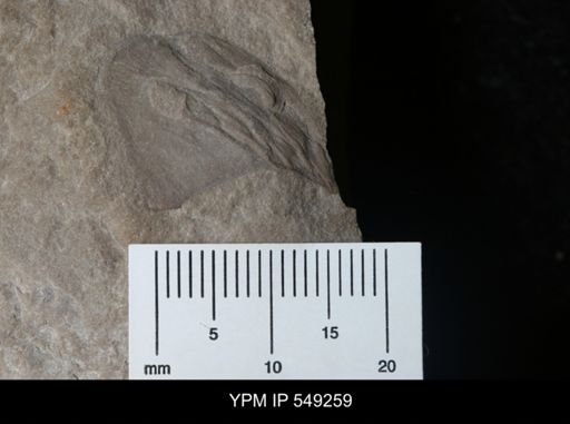 Eurypterus sp.
