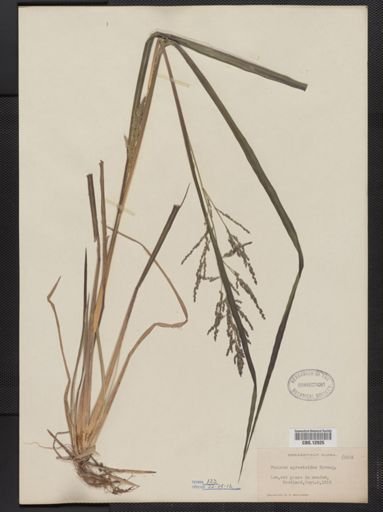 Panicum agrostoides