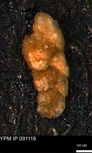 Verneuilina canadensis