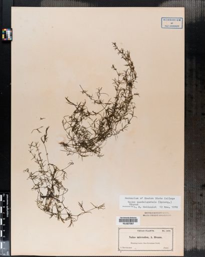 Najas guadalupensis