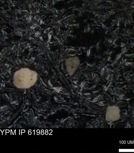 undet. Heterohelicidae