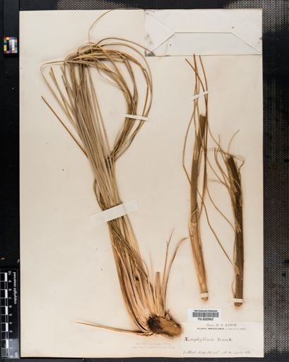 Xerophyllum
