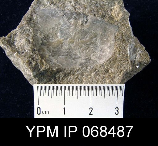 Austinella sp.; Strophomena, Onniella on slab with