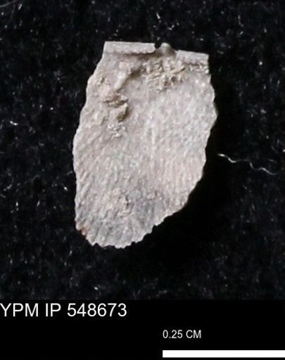 Stropheodonta perplana