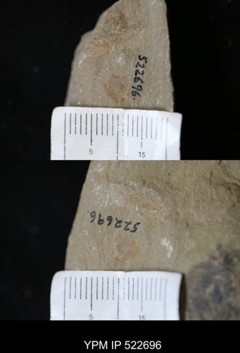 Phyllocystis?
