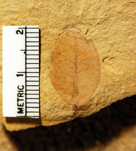 Quercus hannibali