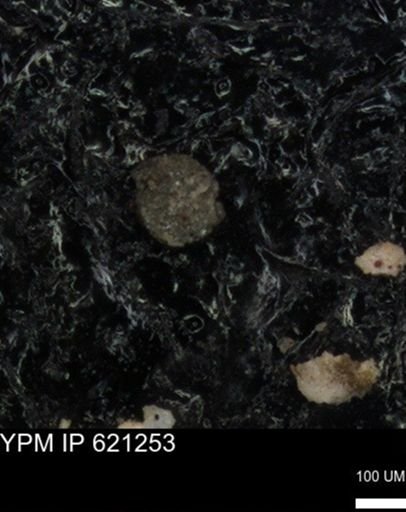 undet. Foraminiferida