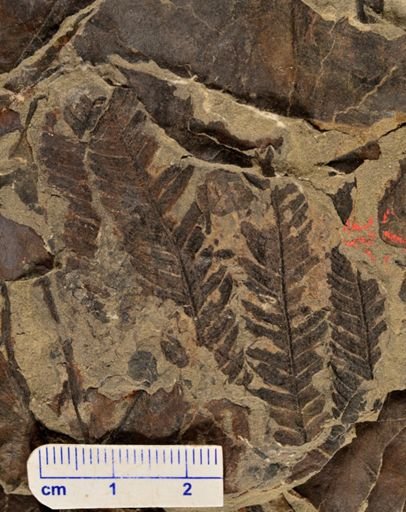 Calcaropteris boeselii