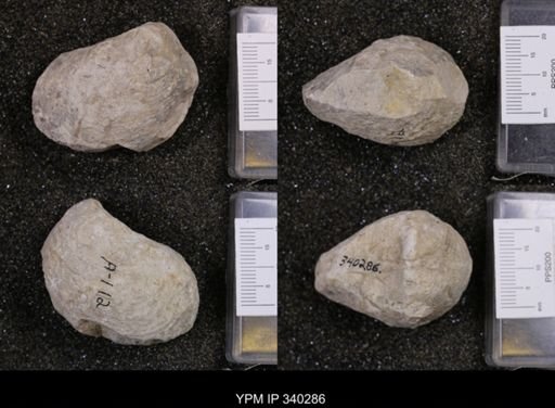 undet. Bivalvia