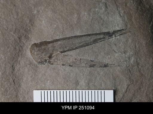 undet. Phyllocarida
