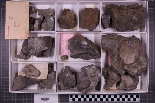 mixed taxa, stratigraphic collection