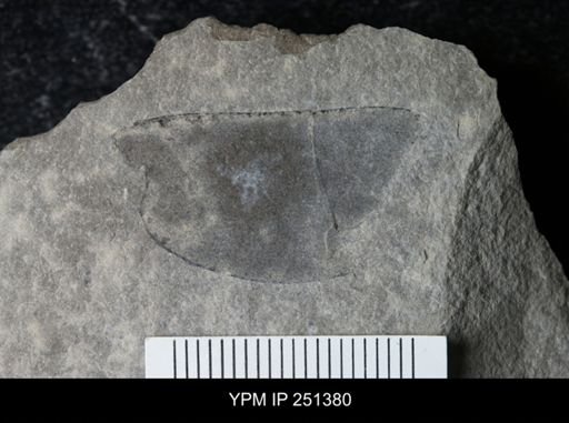 undet. Eurypterida