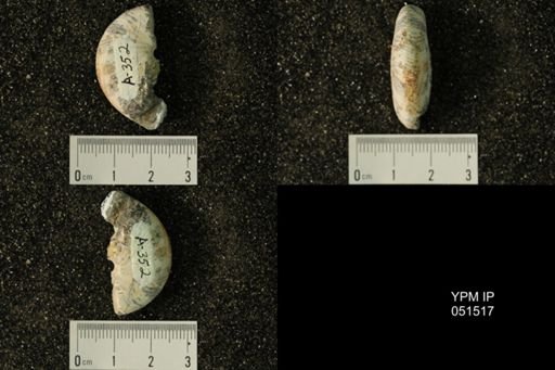 Hoploscaphites nicolletii