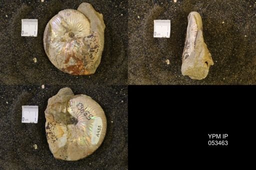Hoploscaphites nicolletii