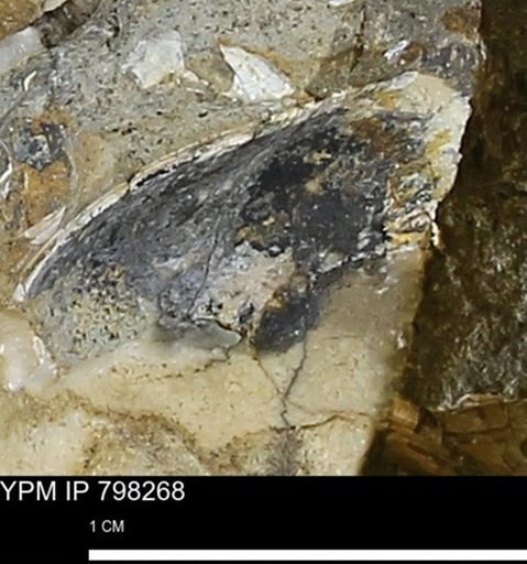 undet. Mollusca