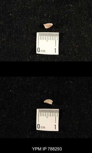 taxon undetermined