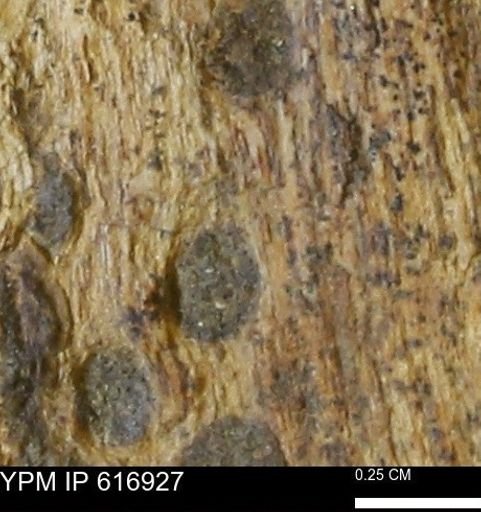 Teredo sp.