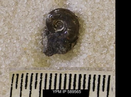 Hoploscaphites comprimus