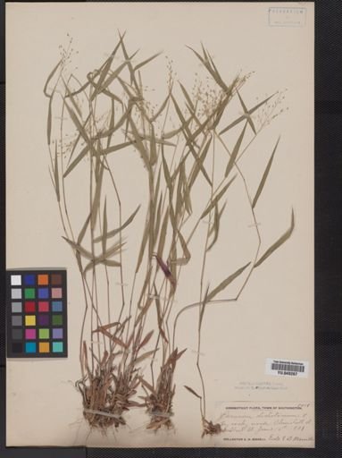 Panicum dichotomum
