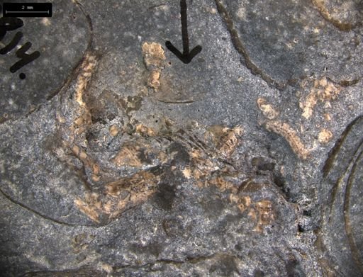 Aplocoma damesii