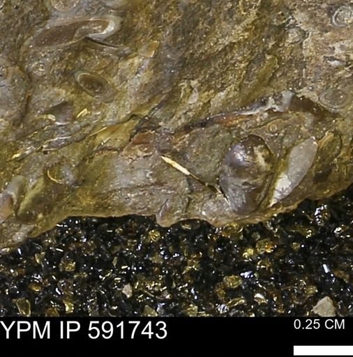Serpulidae