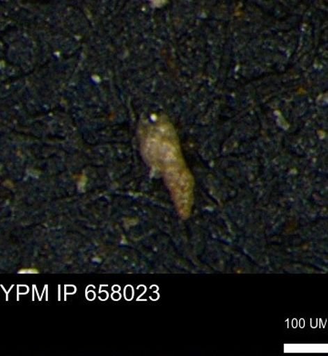 Verneuilinoides kansasensis