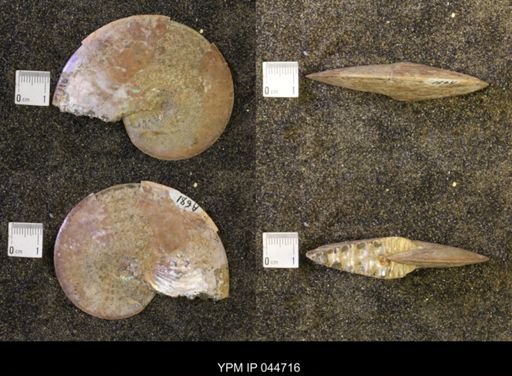 Sphenodiscus lenticularis