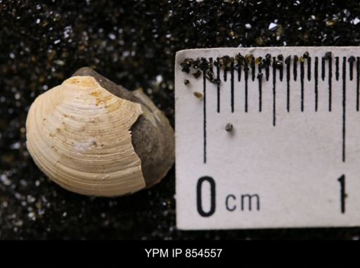 Limopsis striatopunctatus