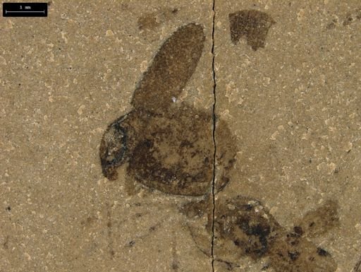 undet. Coleoptera