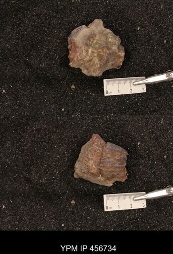 undet. Scaphitidae